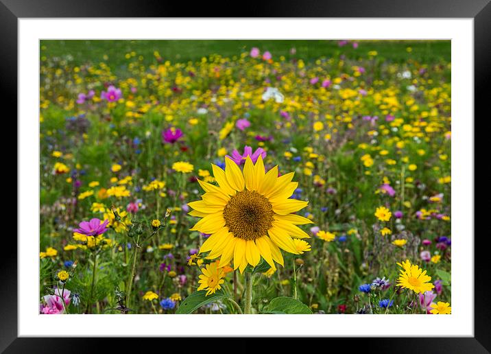 Wildflower Meadow 2 Framed Mounted Print by Steve Purnell
