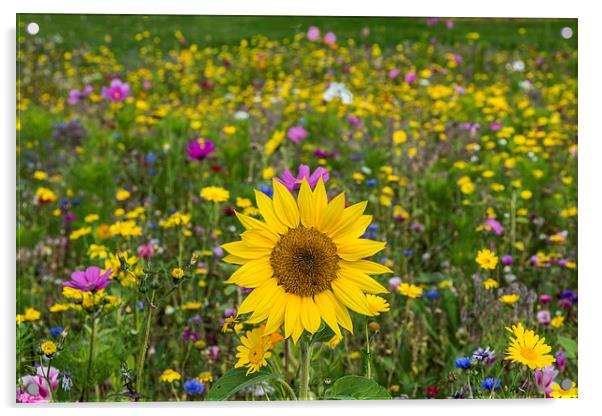 Wildflower Meadow 2 Acrylic by Steve Purnell