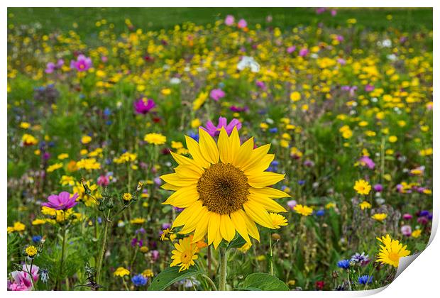 Wildflower Meadow 2 Print by Steve Purnell