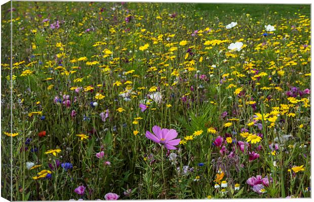 Wildflower Meadow 3 Canvas Print by Steve Purnell