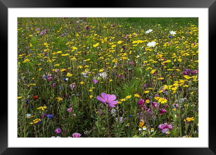 Wildflower Meadow 3 Framed Mounted Print by Steve Purnell