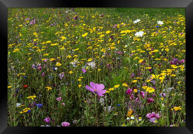 Wildflower Meadow 3 Framed Print by Steve Purnell
