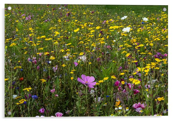 Wildflower Meadow 3 Acrylic by Steve Purnell