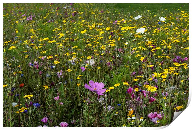 Wildflower Meadow 3 Print by Steve Purnell