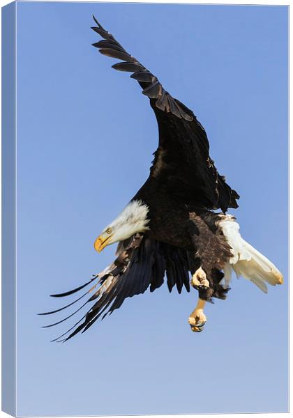  Purposeful Bald Eagle in a blue sky Canvas Print by Ian Duffield