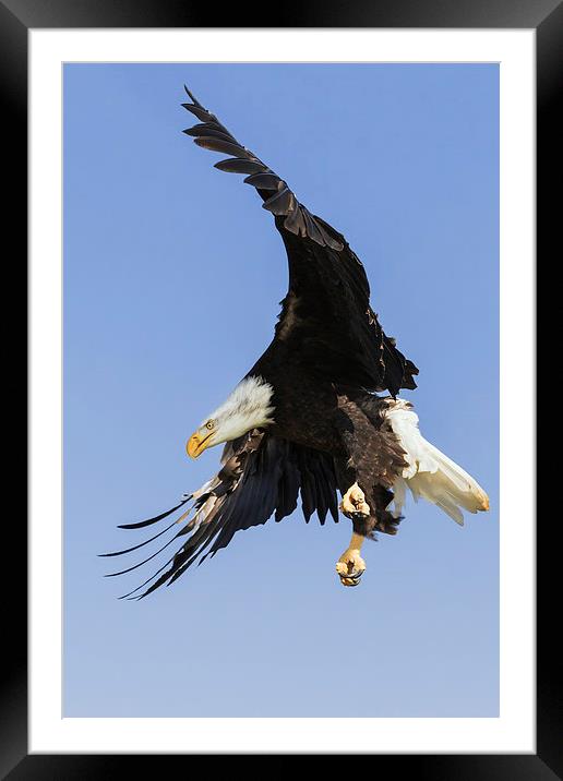  Bald Eagle with a purpose Framed Mounted Print by Ian Duffield