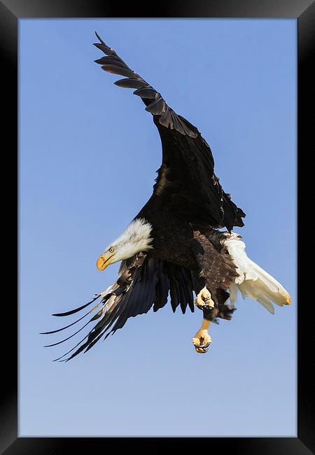  Bald Eagle with a purpose Framed Print by Ian Duffield