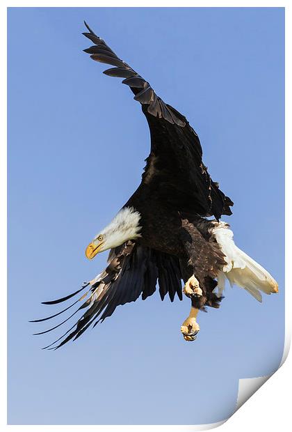  Bald Eagle with a purpose Print by Ian Duffield
