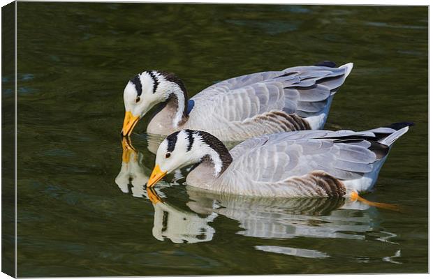 A pair of bar-headed geese and their reflections  Canvas Print by Ian Duffield