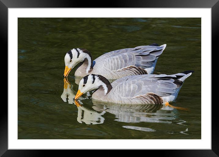 A pair of bar-headed geese and their reflections  Framed Mounted Print by Ian Duffield