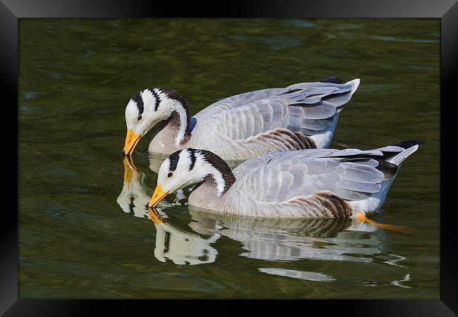 Beautiful Bar-headed Geese and their reflections  Framed Print by Ian Duffield