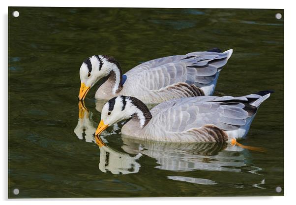 Beautiful Bar-headed Geese and their reflections  Acrylic by Ian Duffield