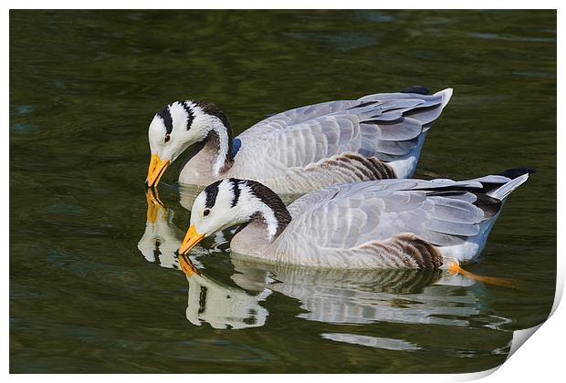 A pair of bar-headed geese and their reflections  Print by Ian Duffield