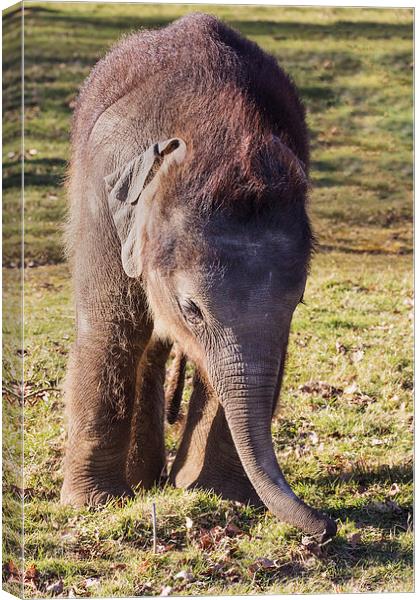  Baby elephant feeling for food Canvas Print by Ian Duffield
