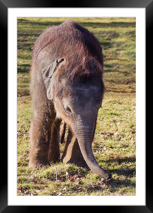  Cute Baby elephant feeling for food Framed Mounted Print by Ian Duffield