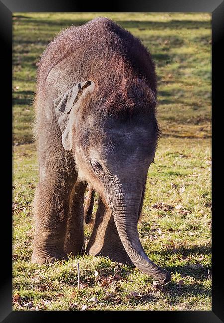 Baby elephant feeling for food Framed Print by Ian Duffield