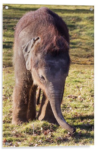  Baby elephant feeling for food Acrylic by Ian Duffield