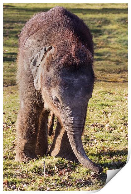  Baby elephant feeling for food Print by Ian Duffield