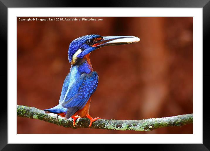  Blue-eared kingfisher m Framed Mounted Print by Bhagwat Tavri