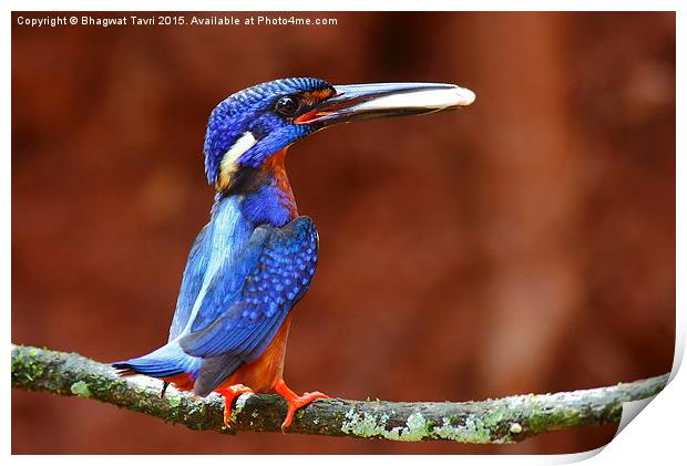  Blue-eared kingfisher m Print by Bhagwat Tavri