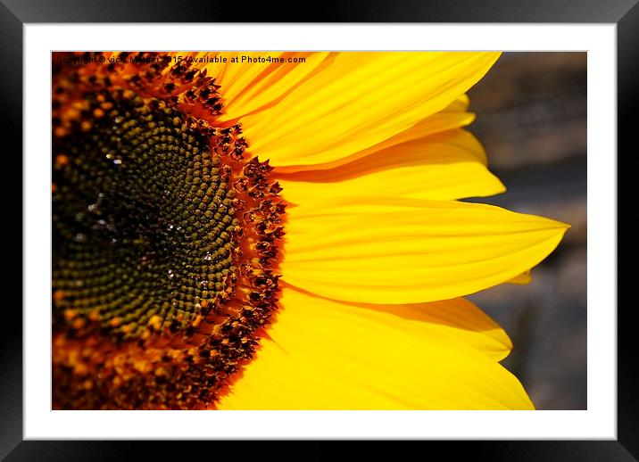  Pure Sunshine Framed Mounted Print by vicki Mather