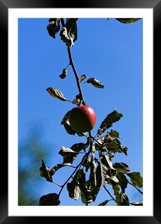 Red apple on branch Framed Mounted Print by Adrian Bud