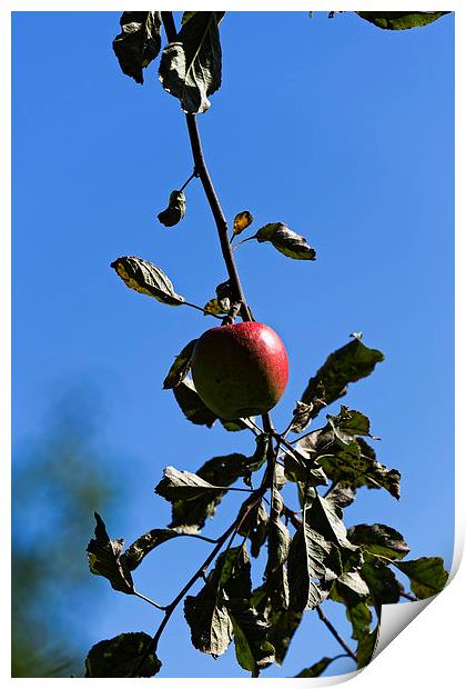 Red apple on branch Print by Adrian Bud