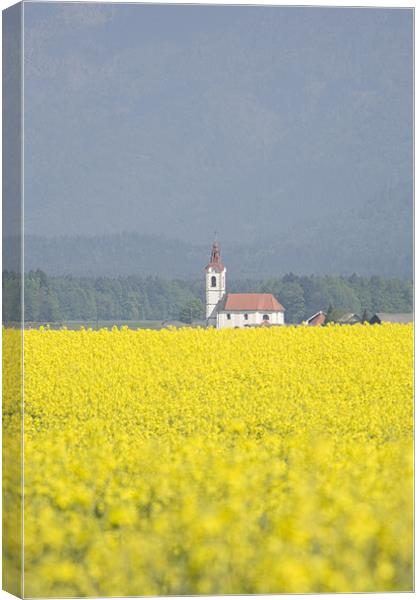 rapeseed field in Brnik with Kamnik Alps Canvas Print by Ian Middleton