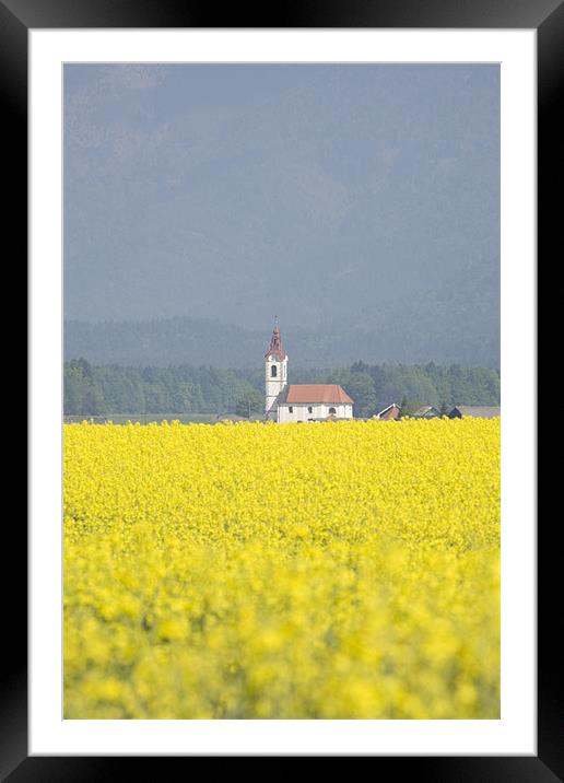 rapeseed field in Brnik with Kamnik Alps Framed Mounted Print by Ian Middleton