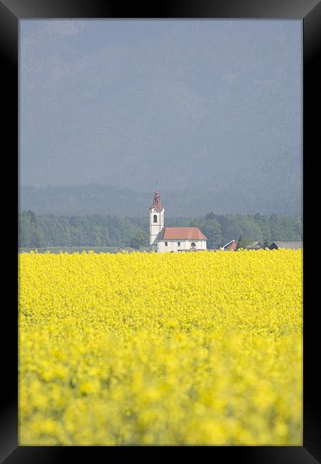 rapeseed field in Brnik with Kamnik Alps Framed Print by Ian Middleton