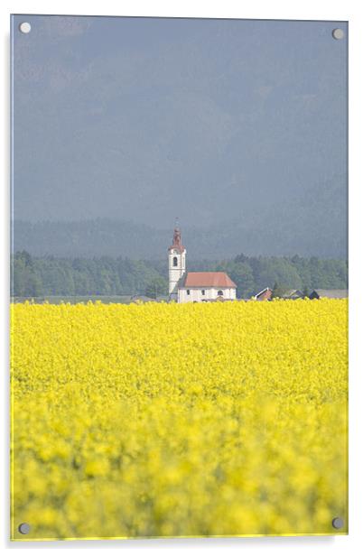 rapeseed field in Brnik with Kamnik Alps Acrylic by Ian Middleton