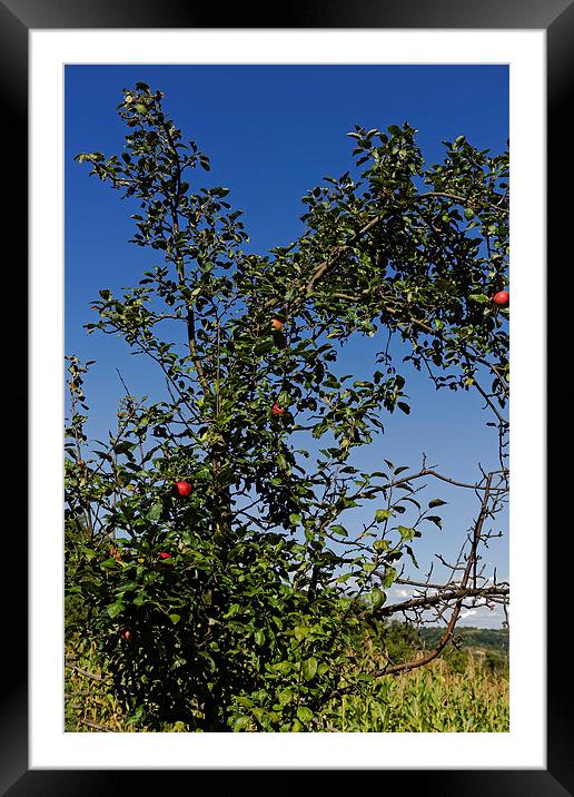 Red apples on branches Framed Mounted Print by Adrian Bud