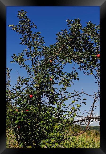 Red apples on branches Framed Print by Adrian Bud