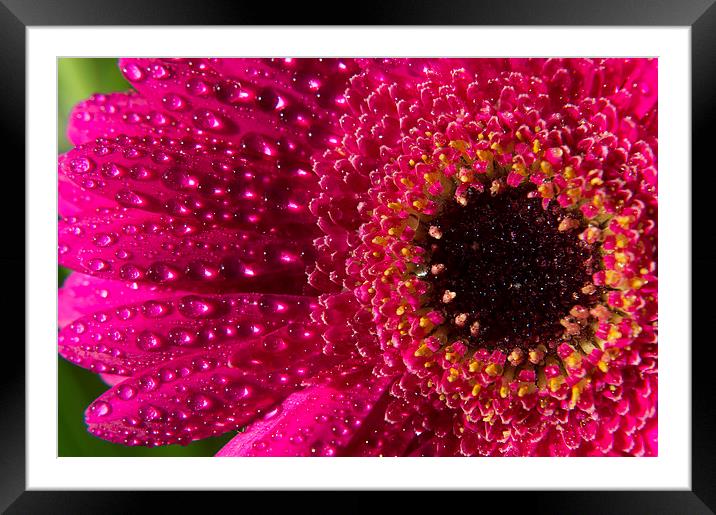  Just a little pink Framed Mounted Print by Charlotte Moon