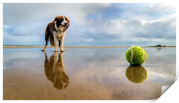  Dog v Ball Print by Alan Simpson