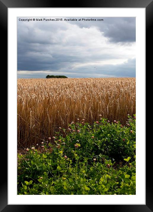 Dramatic Barley Field with Stormy Sky at Harvest T Framed Mounted Print by Mark Purches