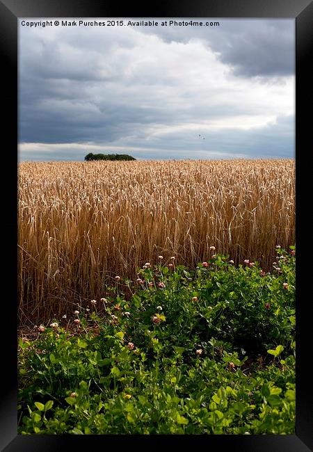 Dramatic Barley Field with Stormy Sky at Harvest T Framed Print by Mark Purches