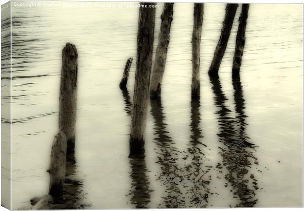 Wooden pilings Canvas Print by Graham Moore
