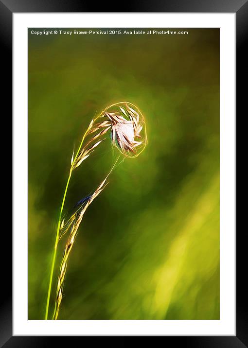  Grass Web Framed Mounted Print by Tracy Brown-Percival