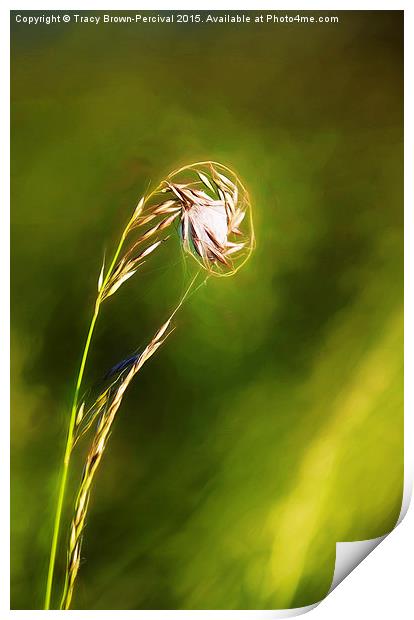  Grass Web Print by Tracy Brown-Percival