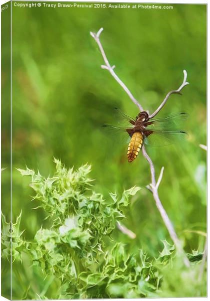  Sunbathing Dragonfly Canvas Print by Tracy Brown-Percival