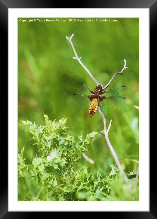  Sunbathing Dragonfly Framed Mounted Print by Tracy Brown-Percival