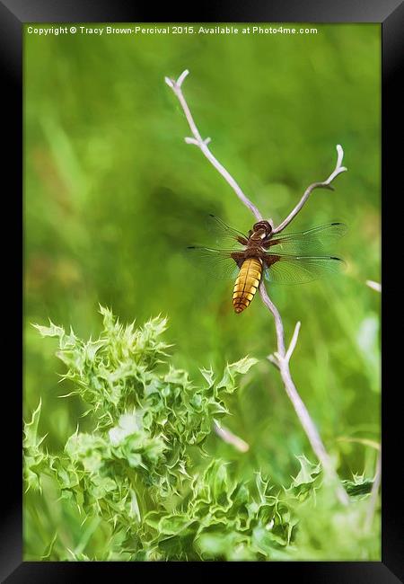  Sunbathing Dragonfly Framed Print by Tracy Brown-Percival