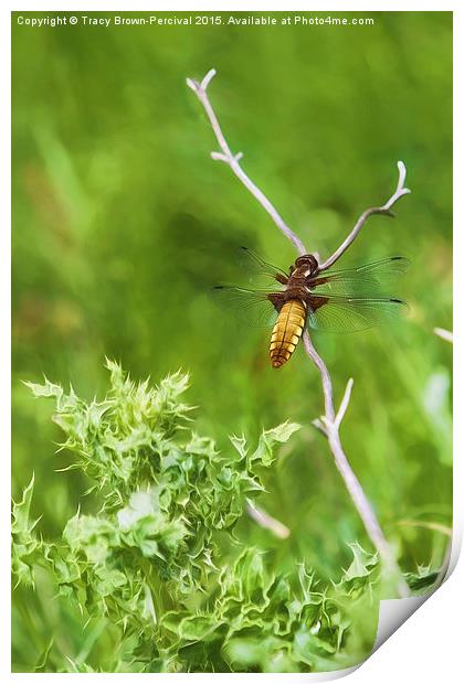  Sunbathing Dragonfly Print by Tracy Brown-Percival
