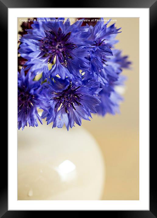 Blue  Cornflowers in a vase Framed Mounted Print by Lynne Morris (Lswpp)