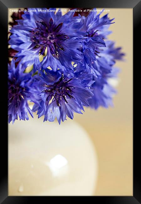 Blue  Cornflowers in a vase Framed Print by Lynne Morris (Lswpp)