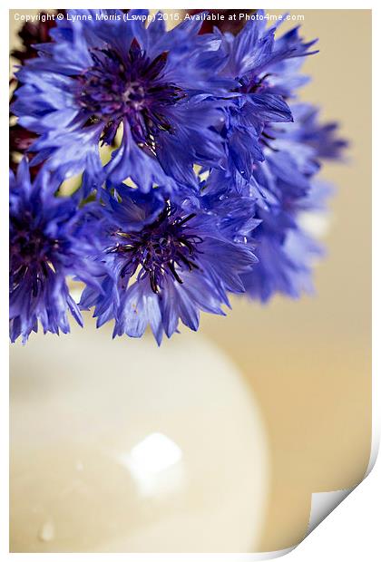 Blue  Cornflowers in a vase Print by Lynne Morris (Lswpp)