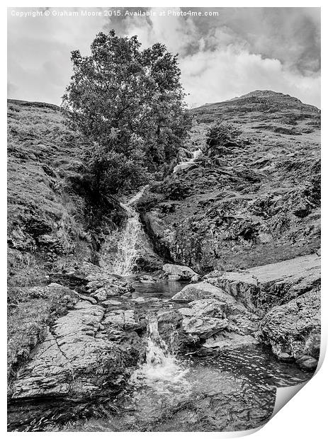 Comb Beck Print by Graham Moore
