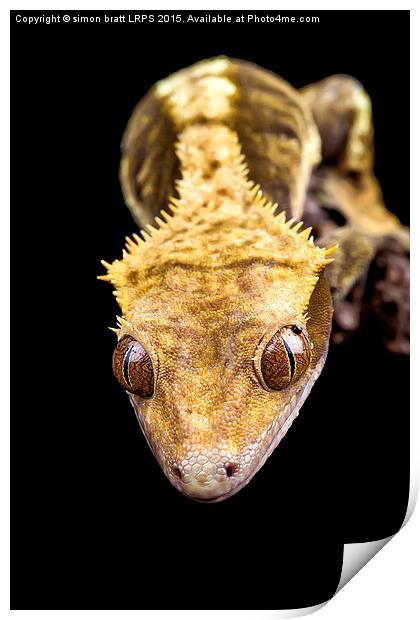 Reptile close up on black Print by Simon Bratt LRPS