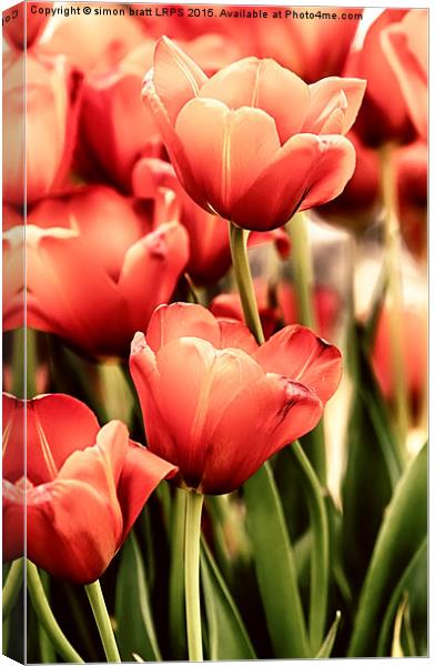 Tulips in artistic pastel colors Canvas Print by Simon Bratt LRPS
